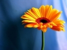 poze-floarea-soarelui-desktop