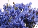 poza-cu-flori-albastre