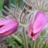 floare-de-paste-63079x75