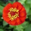 floare-detaliu-49886x75