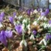 poiana-stanii-3-aprilie-2011-poza-74-63051x75
