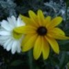 dsc09051-49879x75