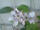 18 iulie 2012-flori 001
