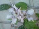 clematis roz-dr ruppel