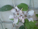 18 iulie 2012-flori 006