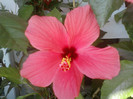18 iulie 2012-flori 007