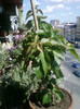 bougainvillea