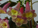 Kohleria Goliat (GS)