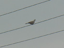 Collared Dove (2012, July 16)