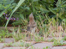 Passer domesticus (2012, July 06)