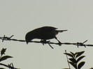 Passer domesticus (2012, July 06)