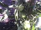 17-07-12_0857