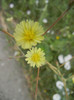 Lactuca serriola (2012, July 17)