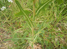 Prickly Lettuce leaves (2012, July 17)