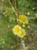 Prickly Lettuce (2012, July 17)