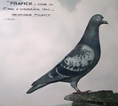 Fabry-foto-porumbelul-Franck