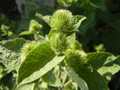 Arctium lappa_Burdock (2012, July 02)