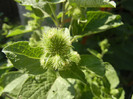 Arctium lappa_Burdock (2012, July 02)