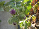 Arctium lappa_Burdock (2012, July 12)