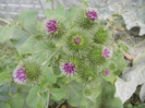 Arctium lappa_Burdock (2012, July 16)