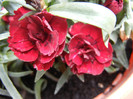 Dianthus caryophyllus (2012, July 17)