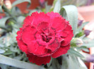 Dianthus caryophyllus (2012, July 17)