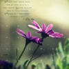 Da Alice . . .
