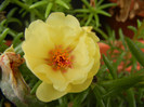 Portulaca grandiflora (2012, July 17)