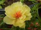 Portulaca grandiflora (2012, July 17)