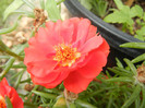 Portulaca grandiflora (2012, July 17)