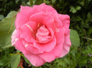 Rose Pink Peace (2012, July 17)