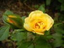 Yellow Miniature Rose (2012, Jul.17)