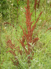 Rumex crispus (2012, July 12)