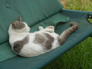 Lazy Sleeping cat, 17jul2012