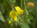 Lathyrus pratensis (2012, July 11)