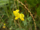 Lathyrus pratensis (2012, July 17)