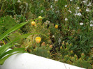 DSC04730