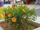 DSC04705
