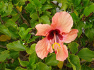 DSC04706