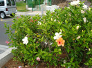 DSC04707