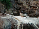 DSC04868