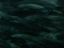 DSC04871