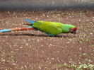 DSC04923