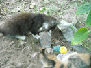 Picture 278