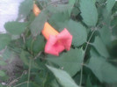 trompeta turcului