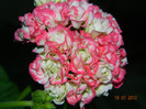 DSCN1044