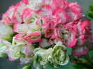 DSCN1037