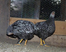 P1160425