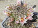 Mammillaria capensis