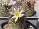 Mammillaria dioica